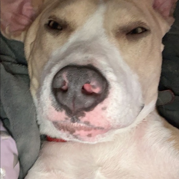 Meet your Posher, Izzi - Picture 1 of 1